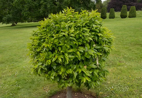 Ornamental Cherry Laurel Tree (Prunus laurocerasus) in a garden in Rural Somerset, England, UK
